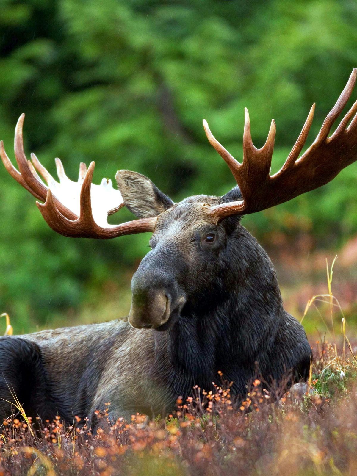 Moose