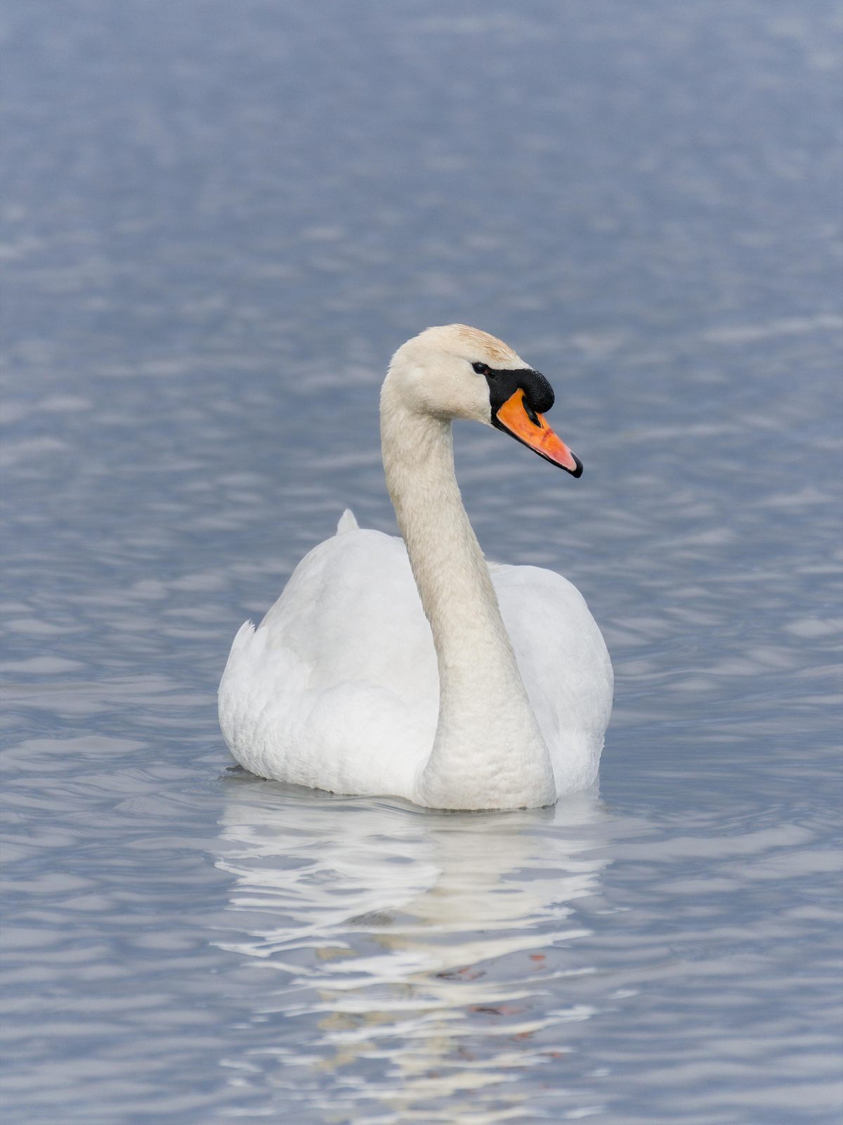 Mute Swan