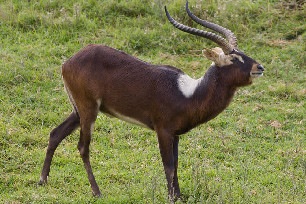 Nile Lechwe