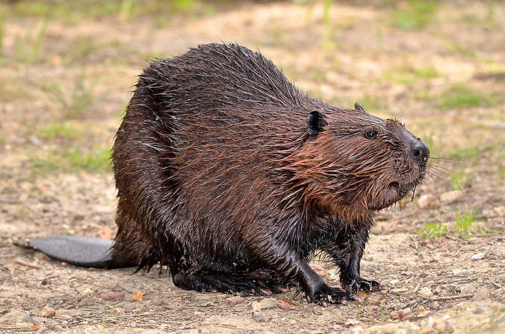 North American Beaver