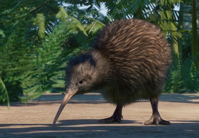 North Island Brown Kiwi