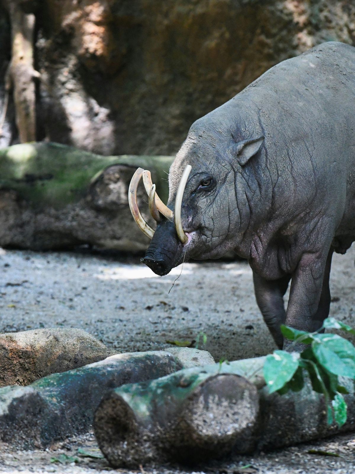 North Sulawesi Babirusa