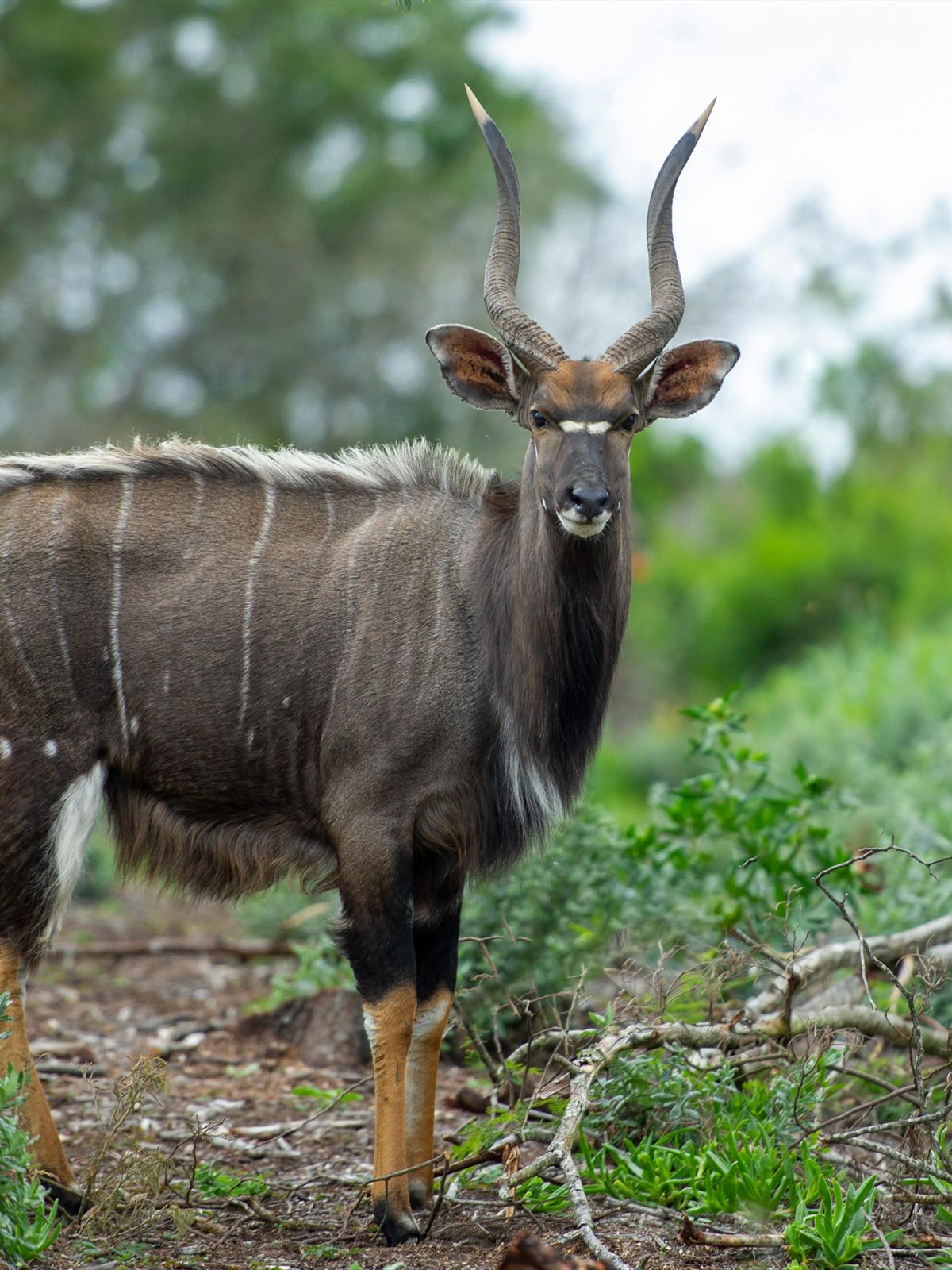 Nyala