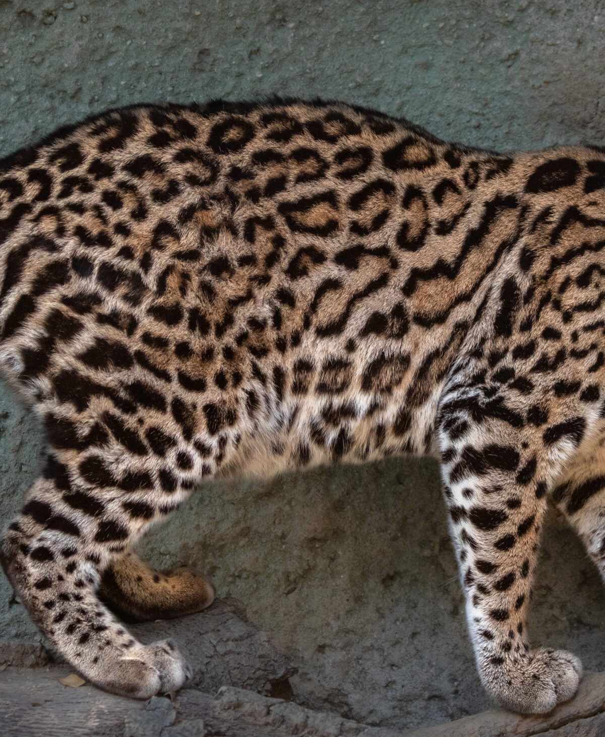 Ocelot