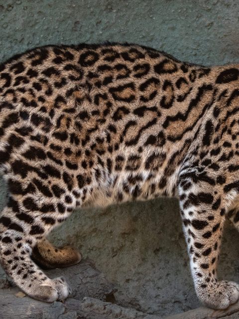 Ocelot