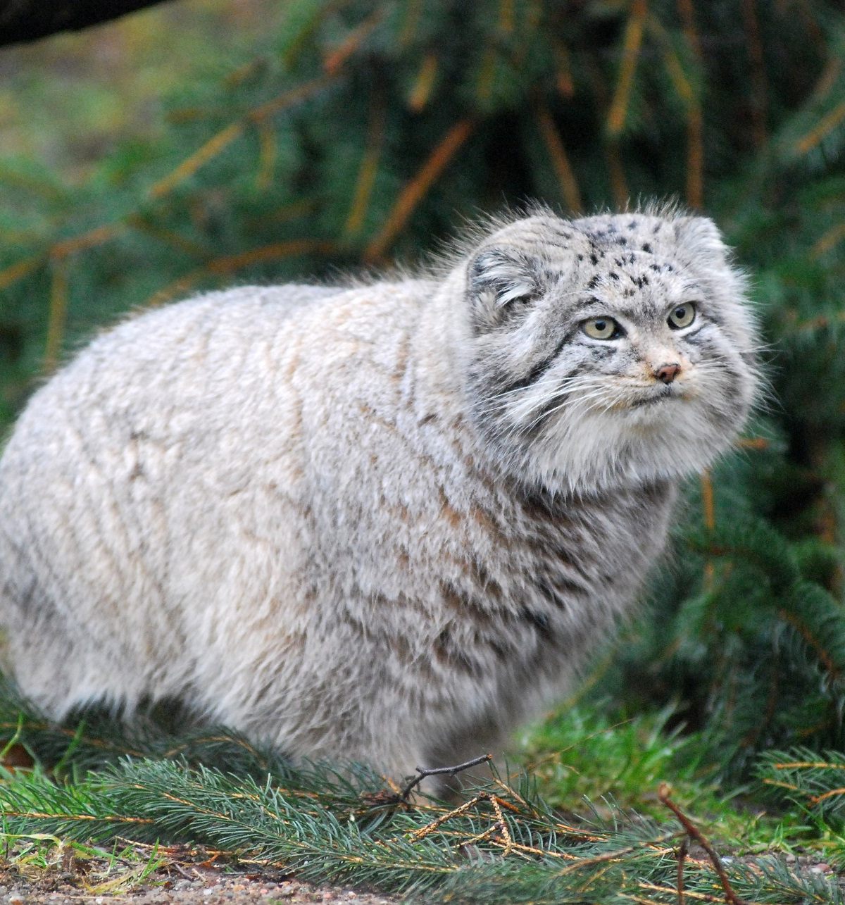Pallas's Cat