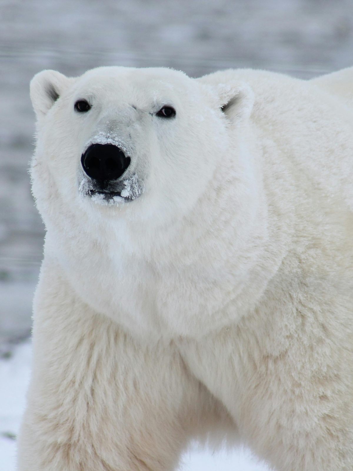 Polar Bear