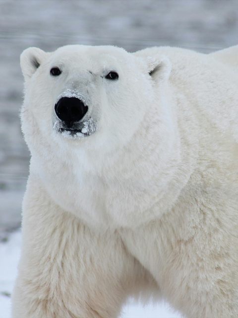 Polar Bear