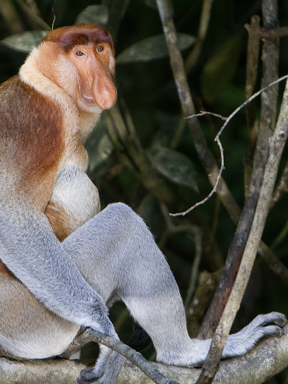 Proboscis Monkey