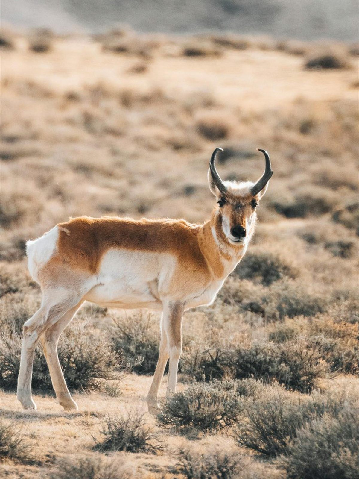 Pronghorn Antelope