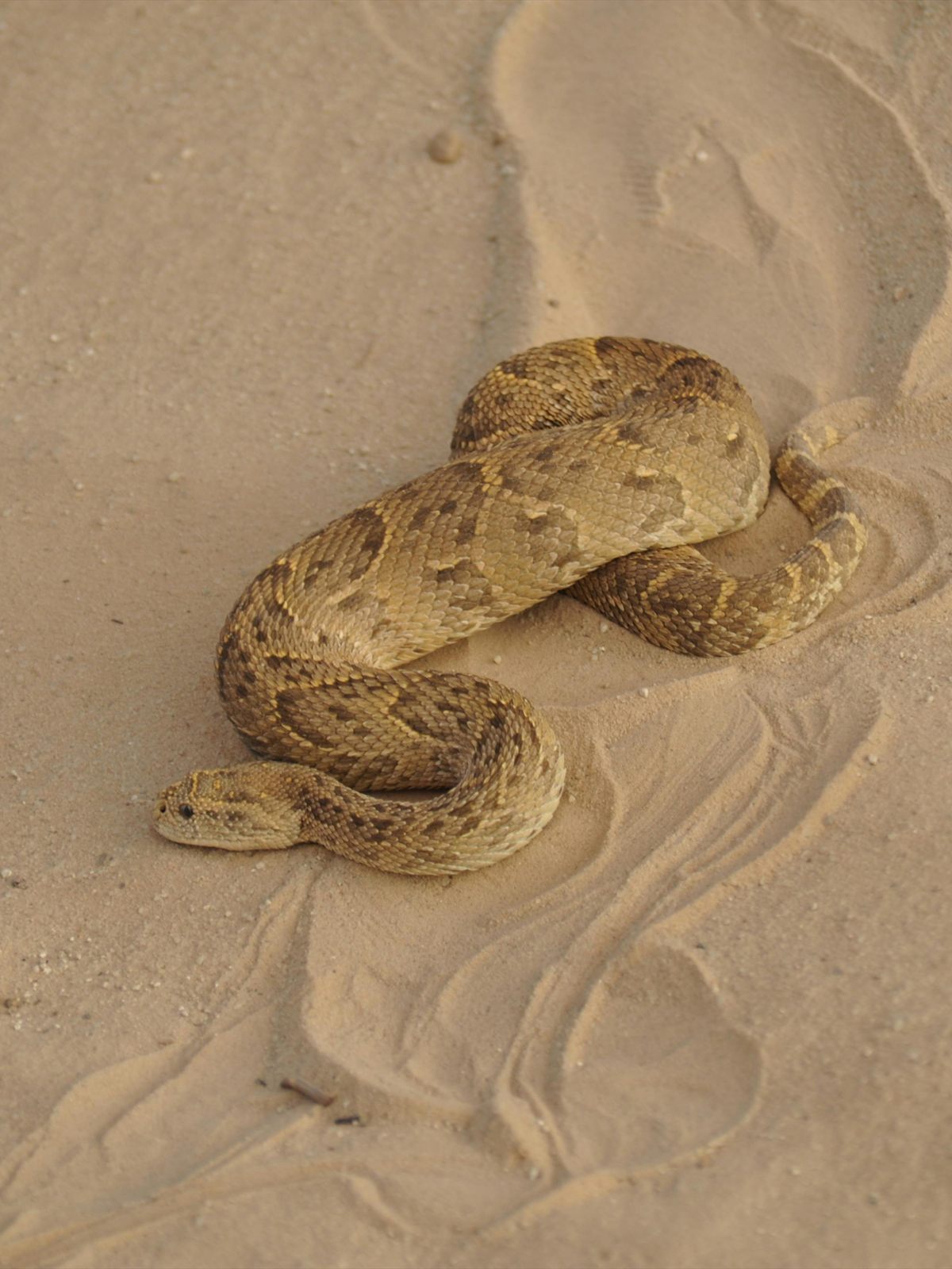 Puff Adder