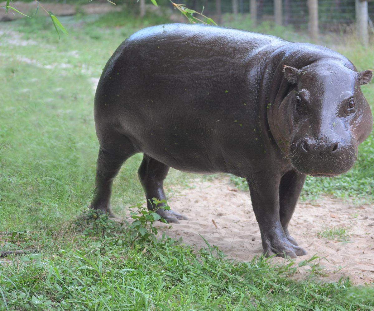 Pygmy Hippo