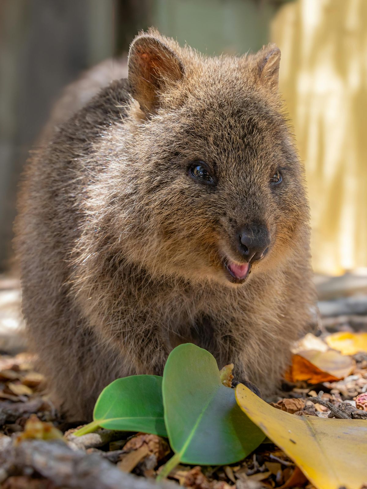 Quokka