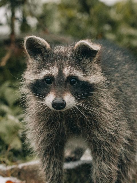 Raccoon