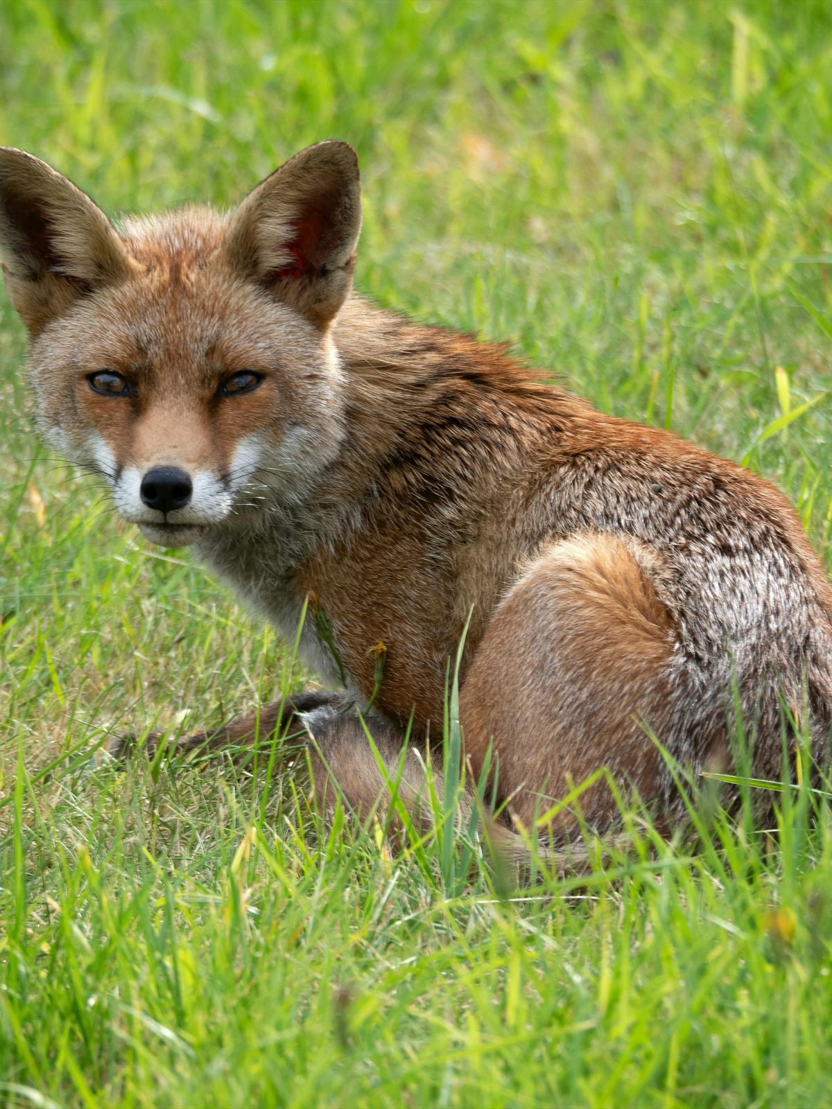 Red Fox