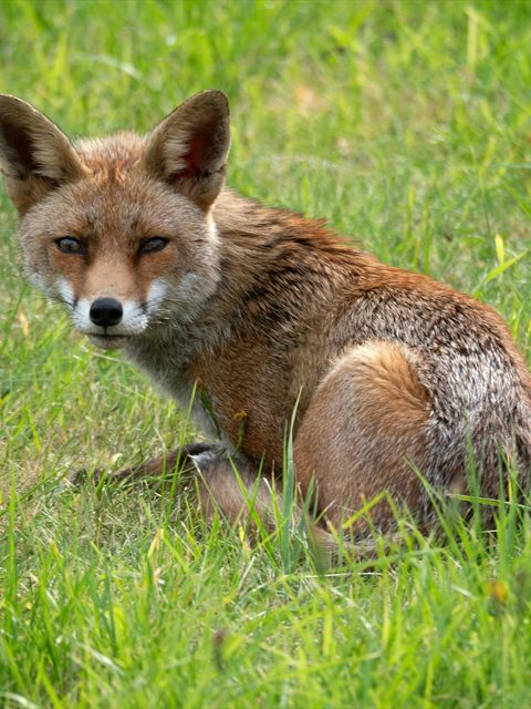 Red Fox
