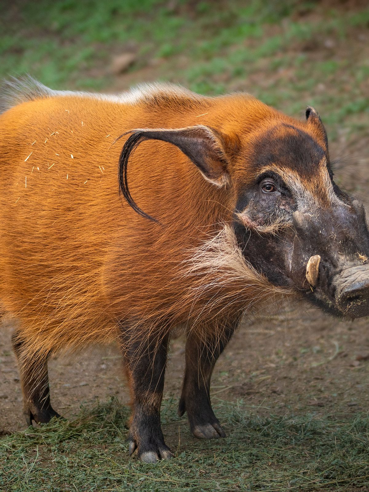 Red River Hog