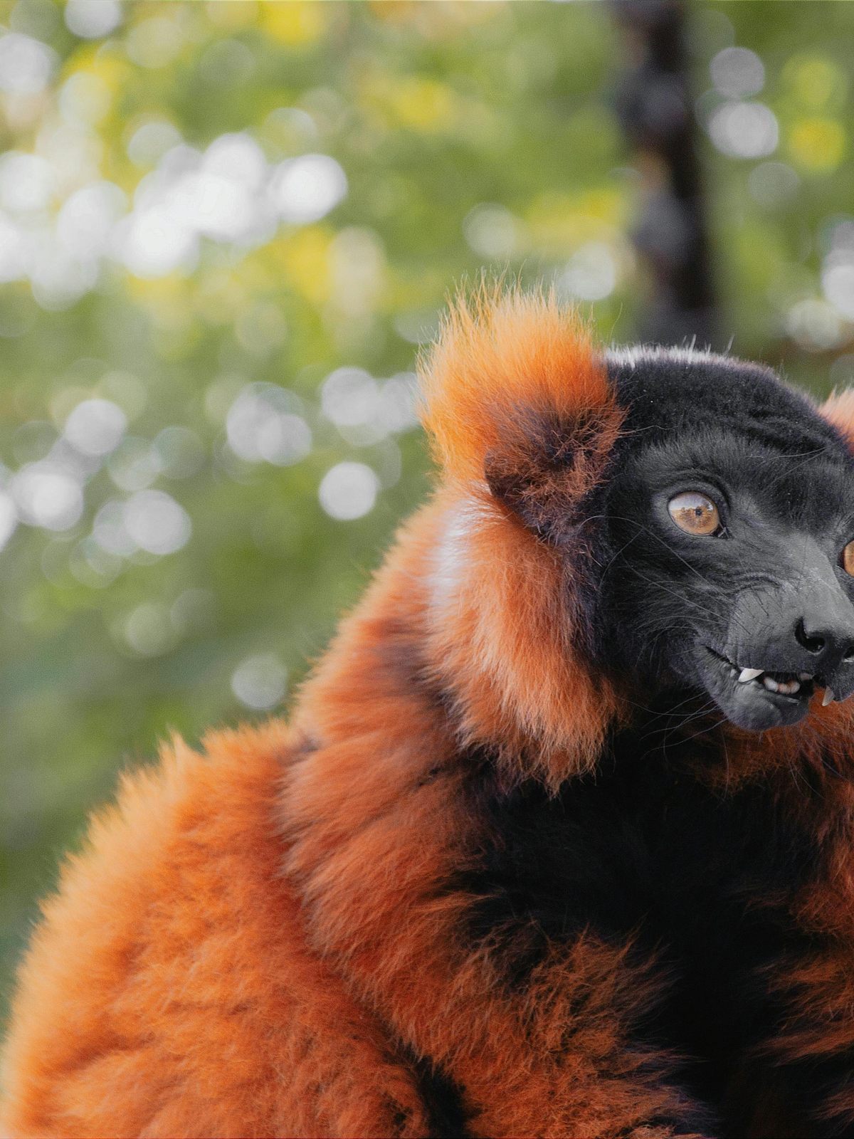 Red Ruffed Lemur