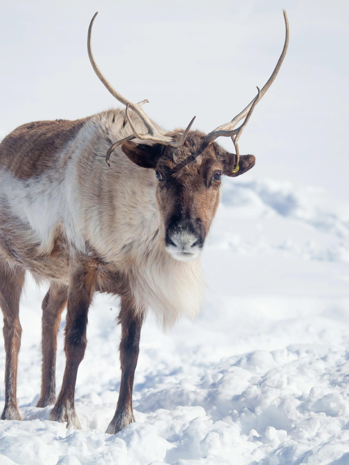 Reindeer