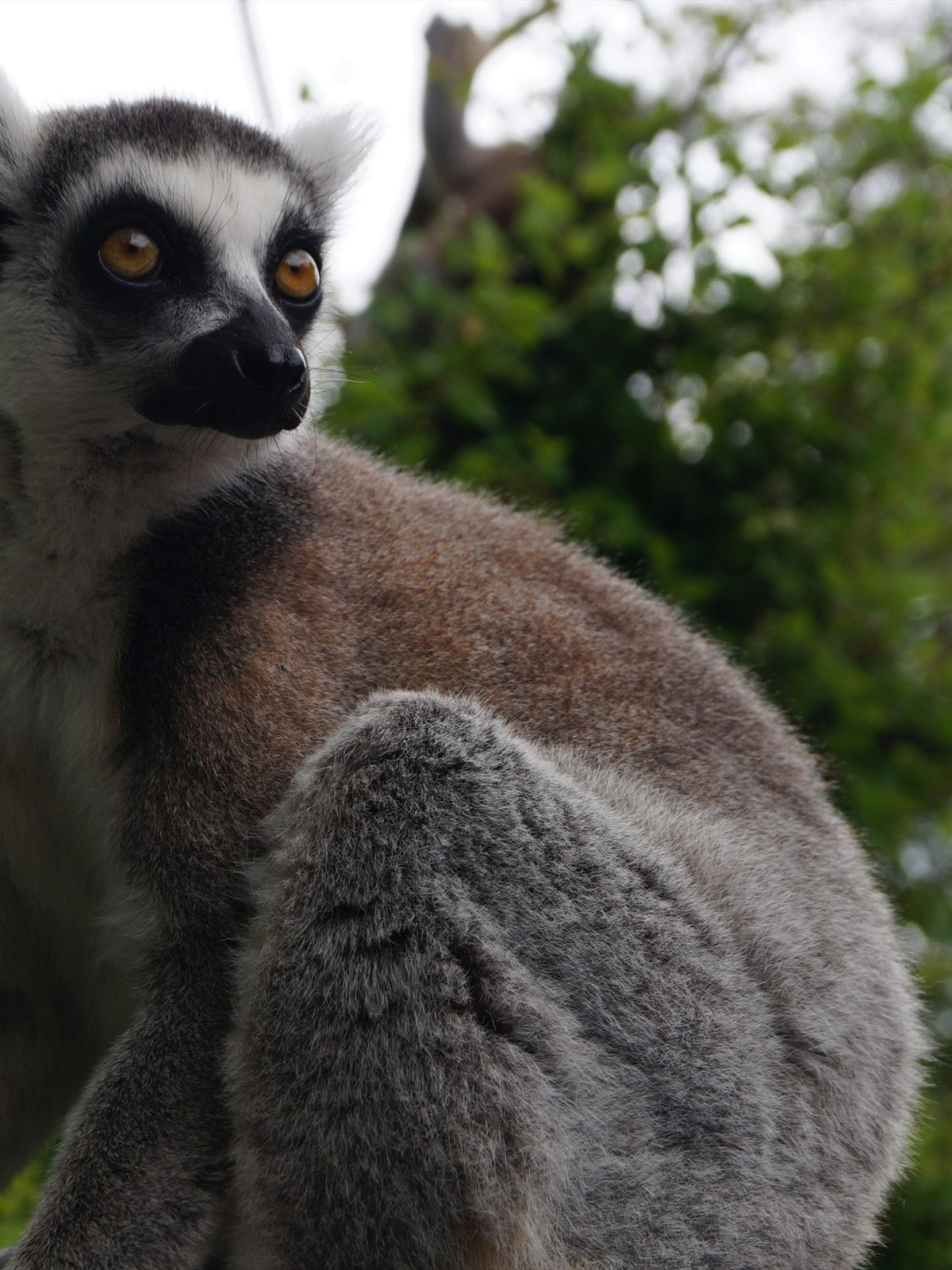 Ring Tailed Lemur