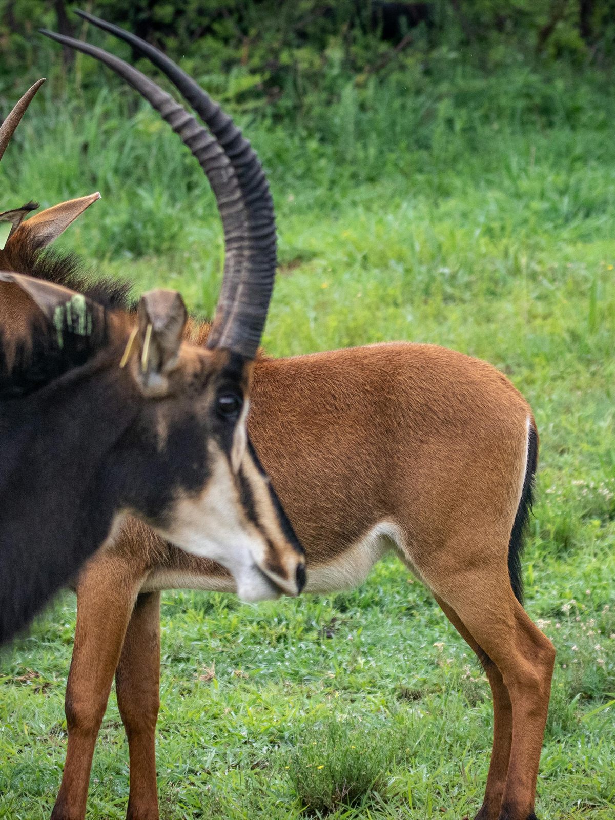 Sable Antelope