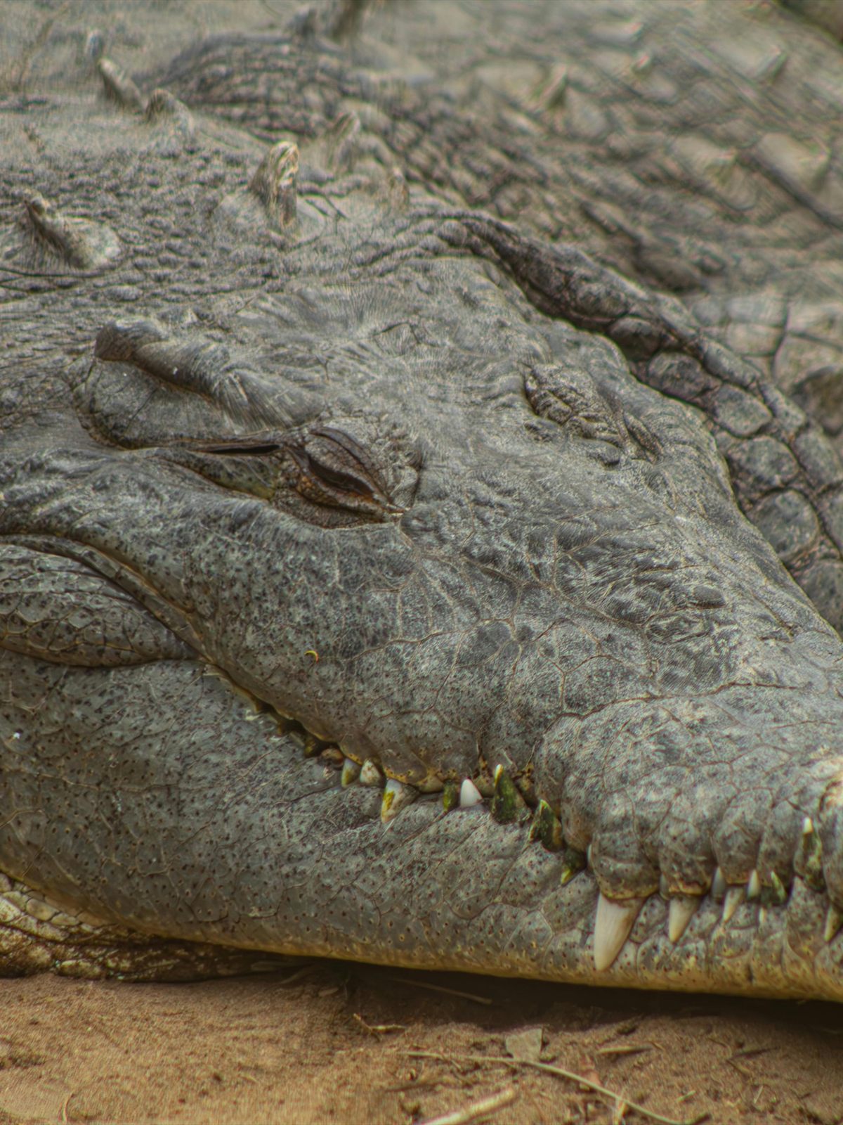 Saltwater Crocodile