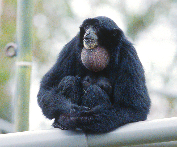 Siamang