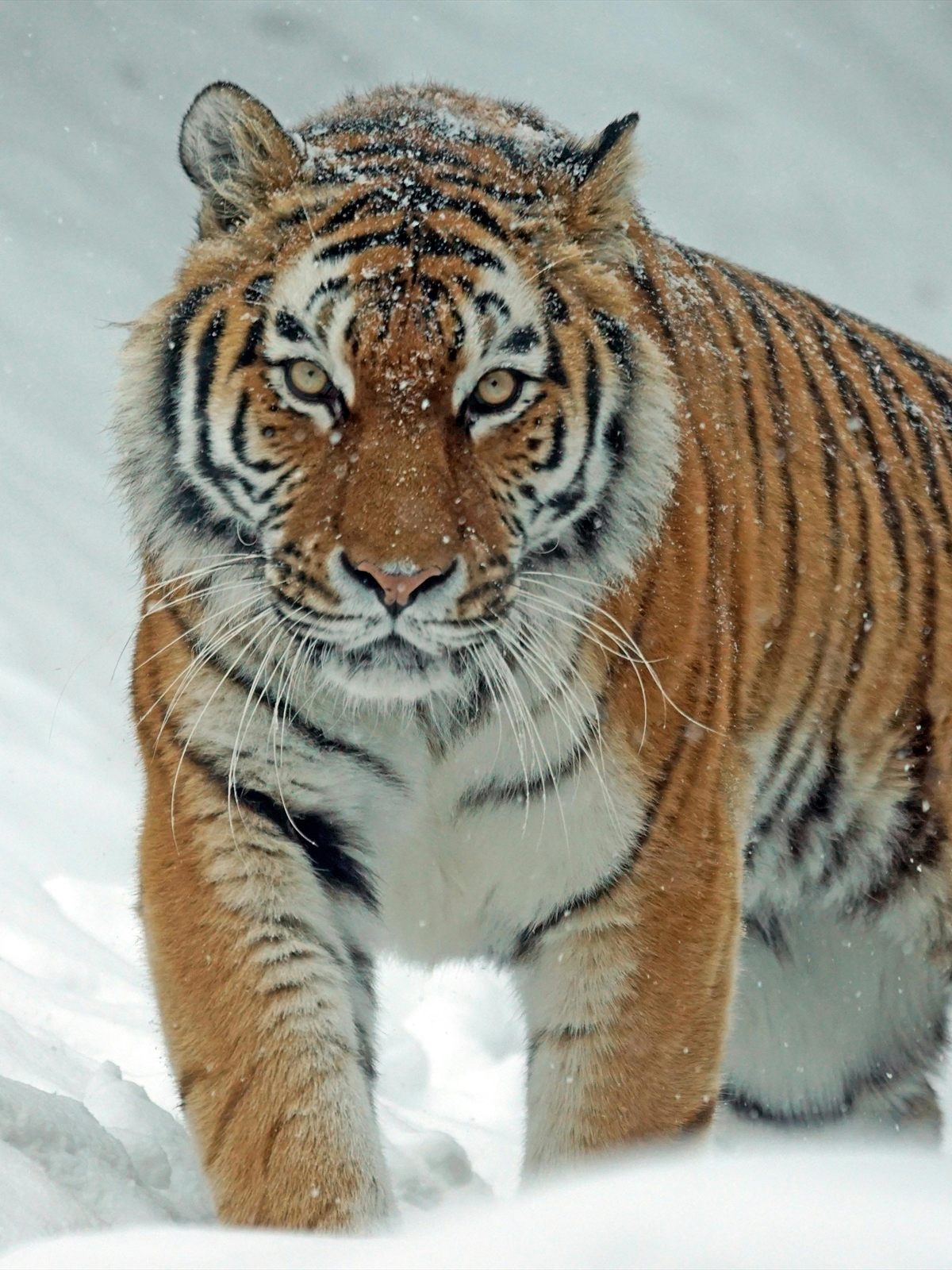 Siberian Tiger