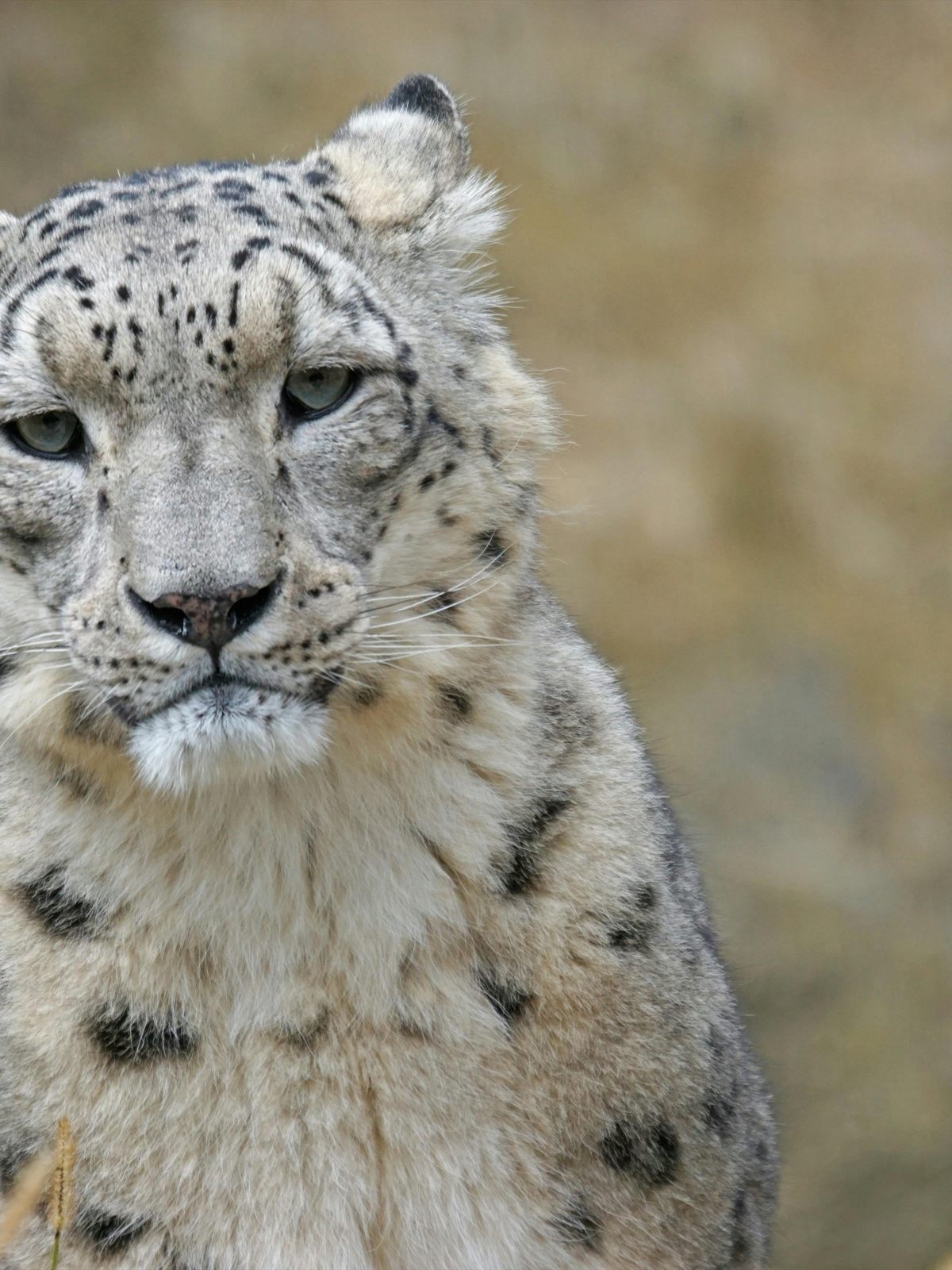 Snow Leopard