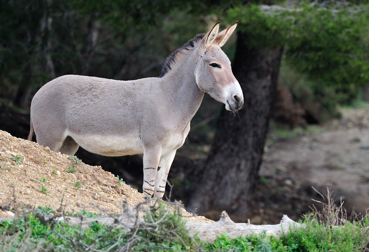 Somali Wild Ass