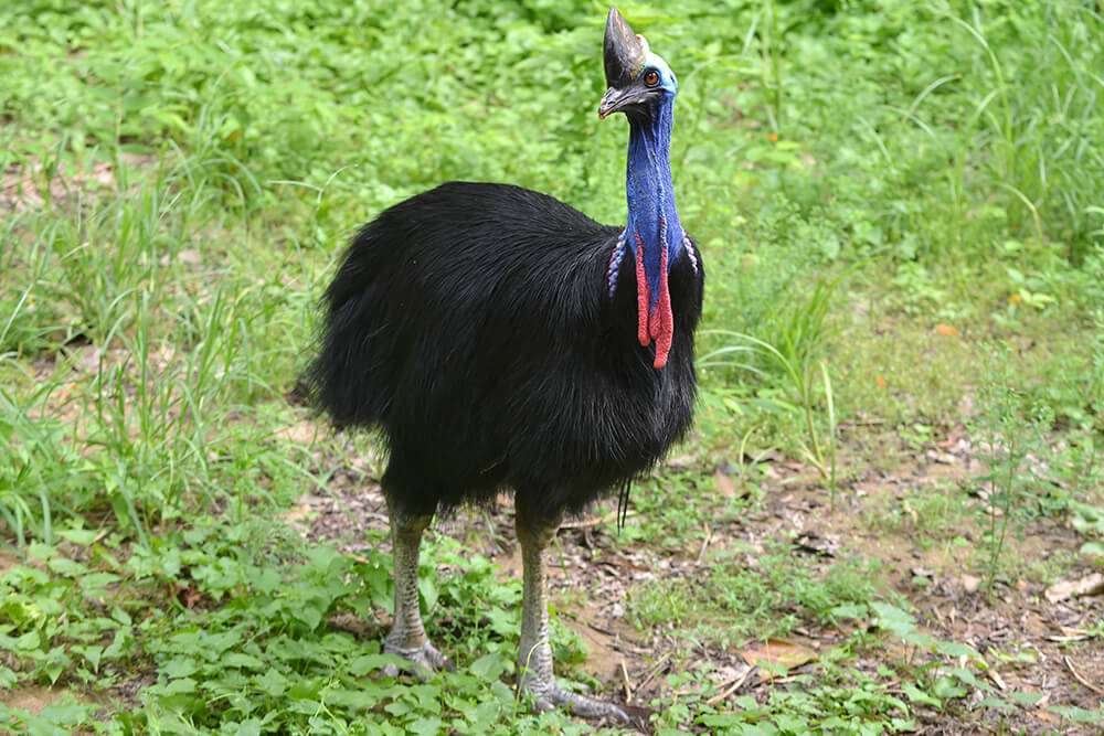 Southern Cassowary