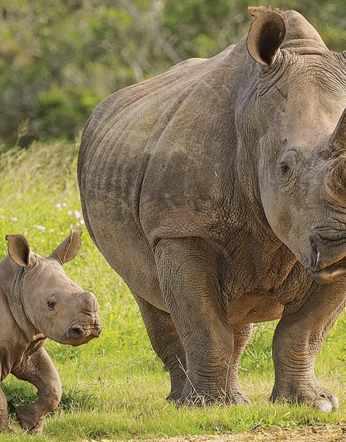 Southern White Rhinoceros