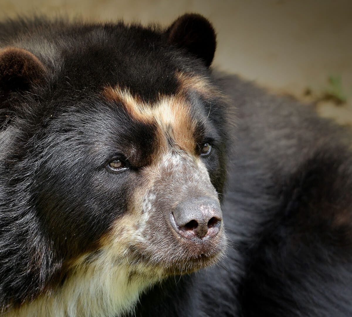 Spectacled Bear