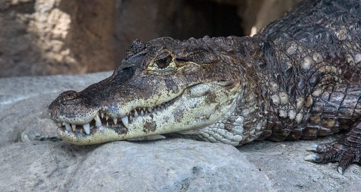 Spectacled Caiman