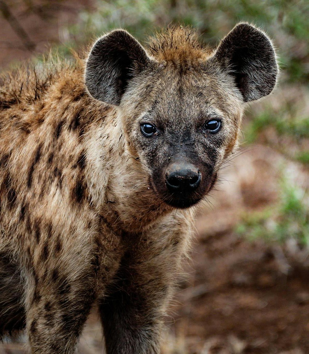 Spotted Hyena
