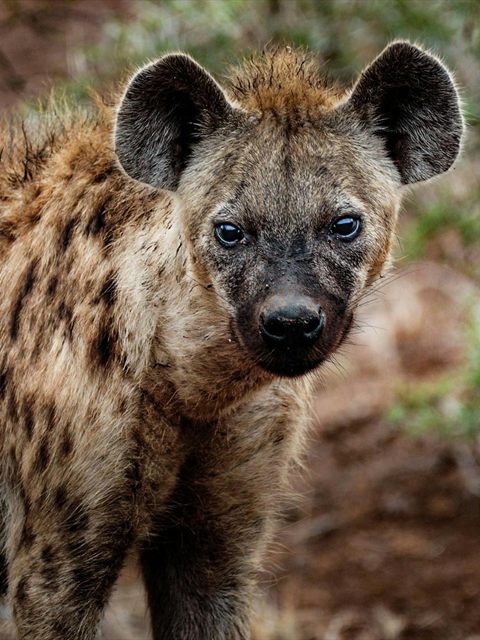 Spotted Hyena