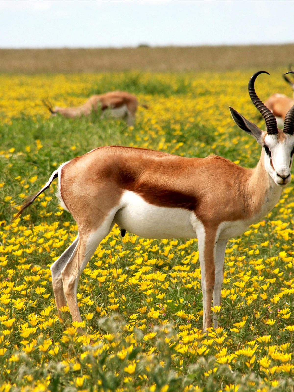 Springbok