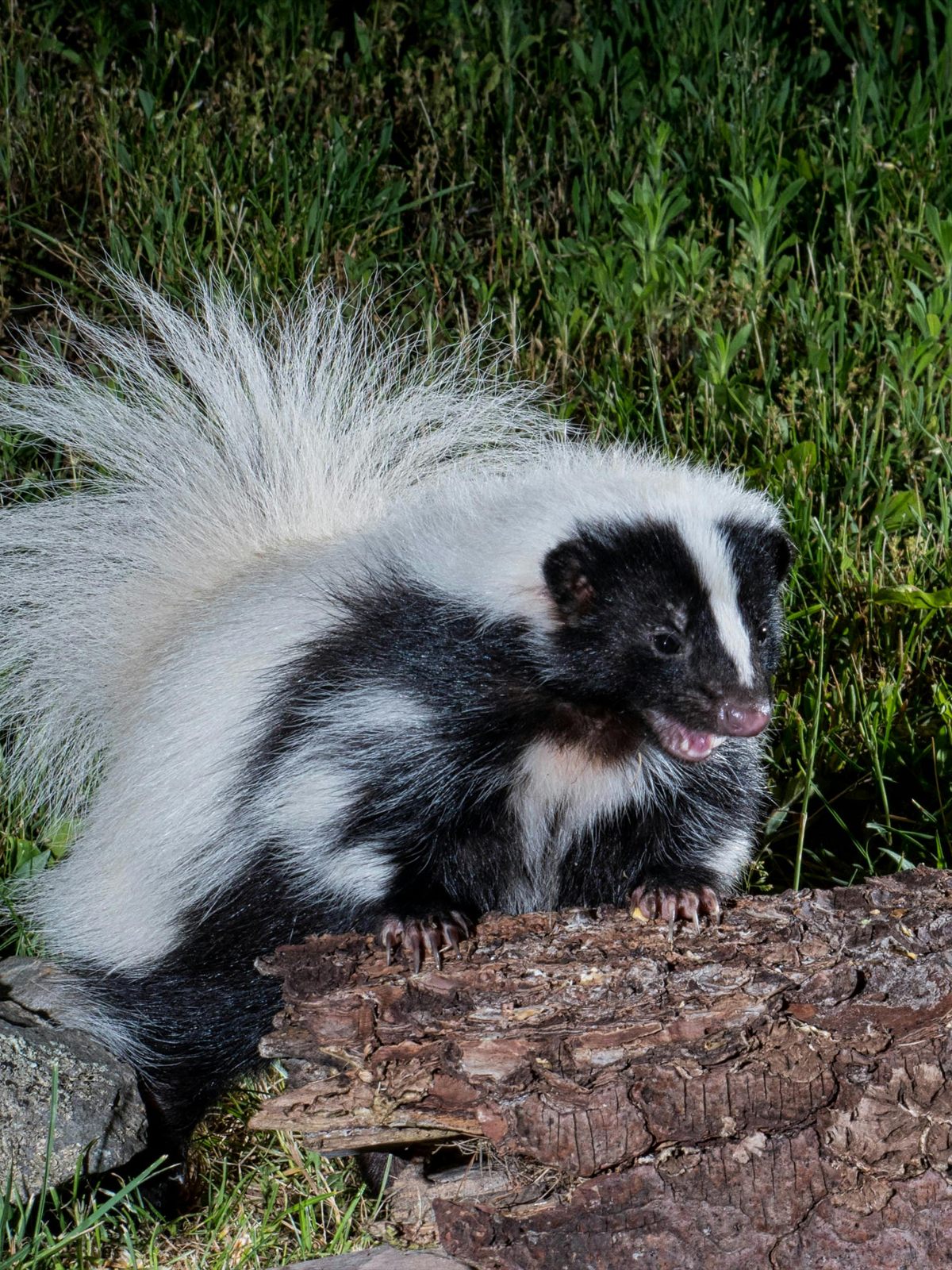 Striped Skunk