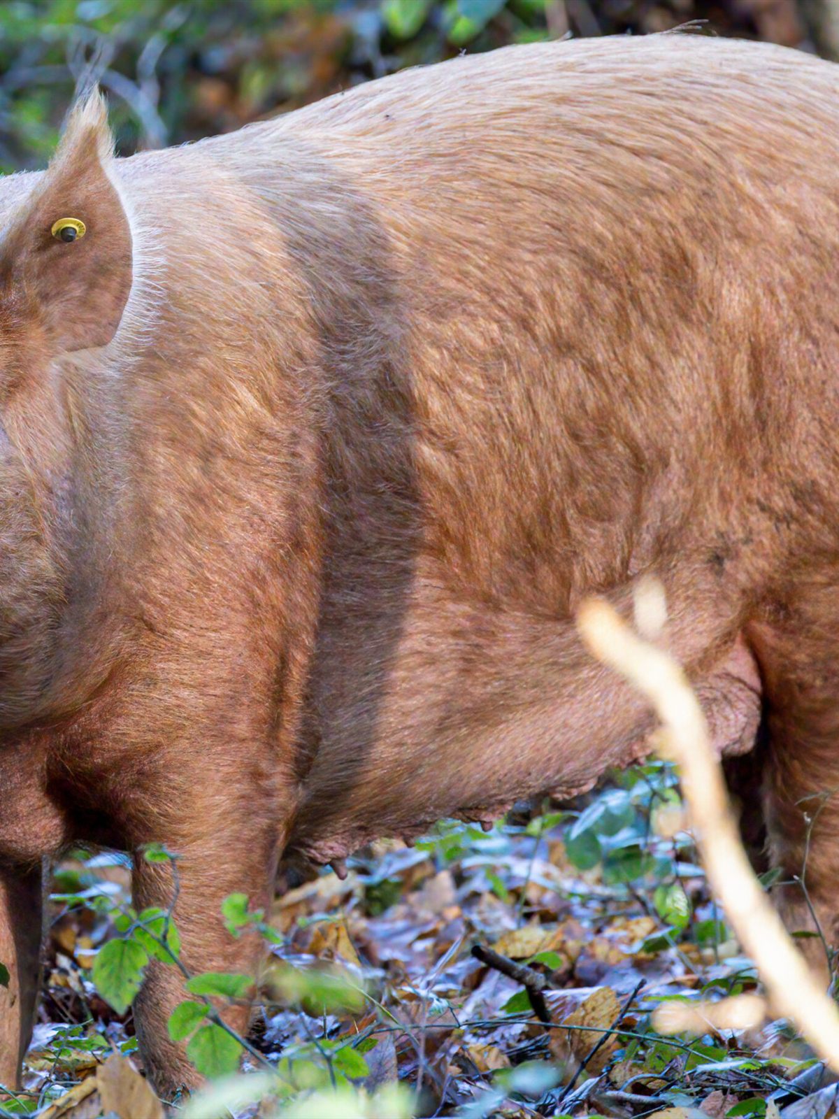 Tamworth Pig