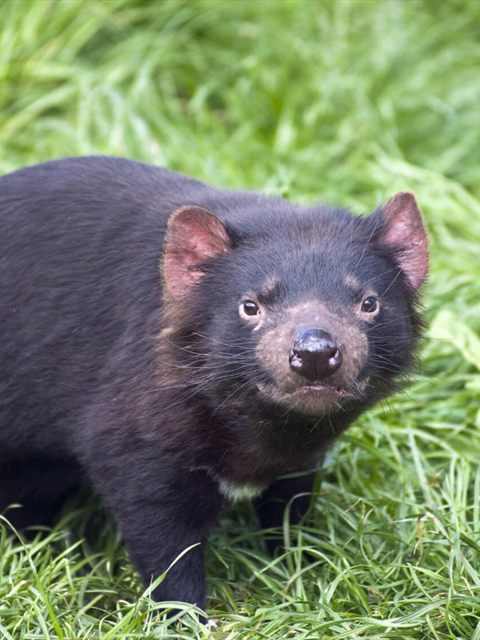 Tasmanian Devil