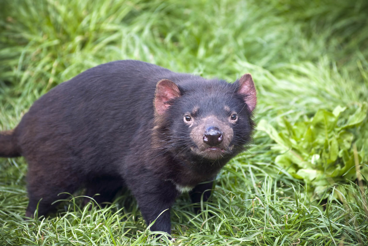 Tasmanian Devil