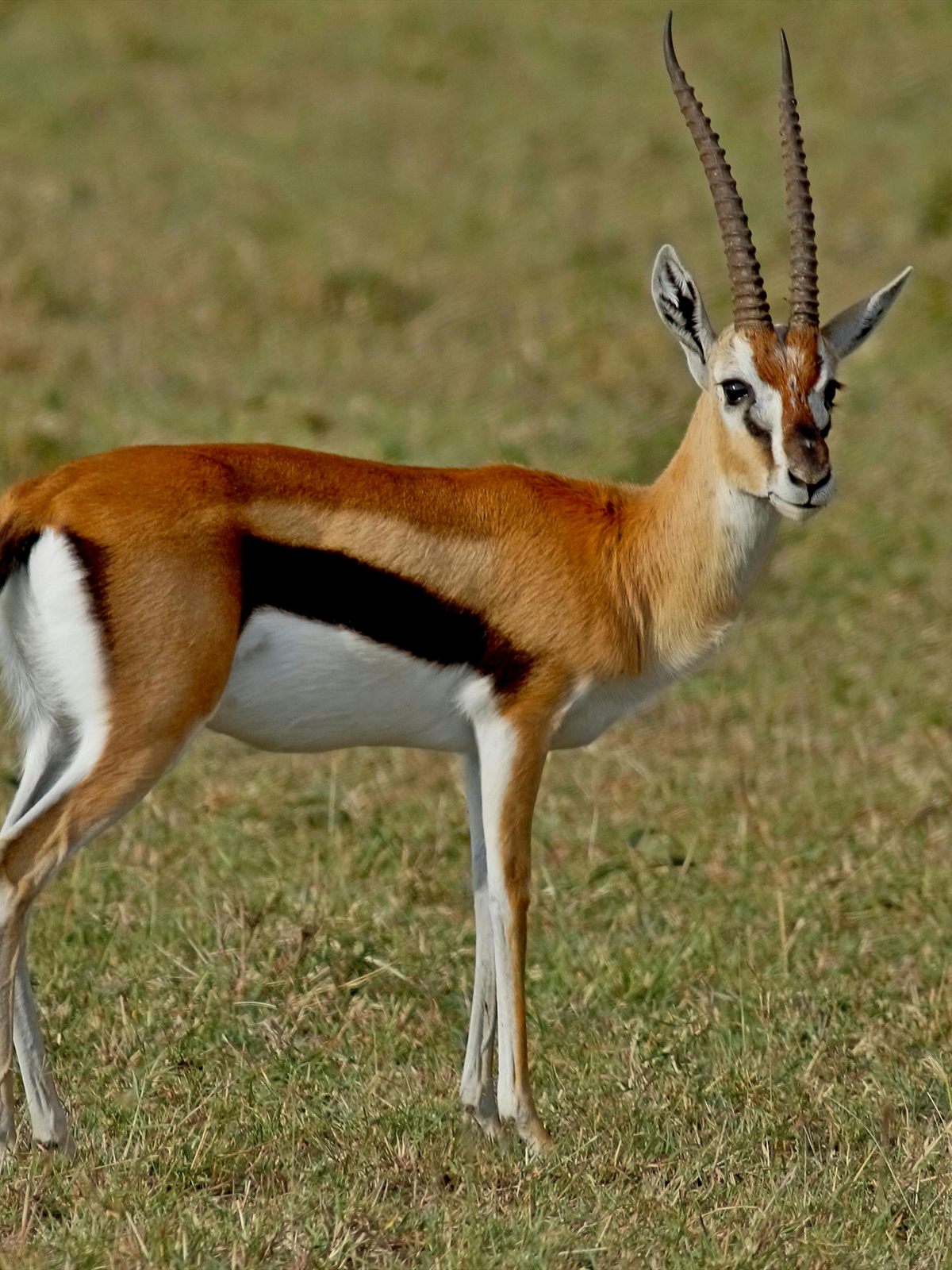 Thomson's Gazelle