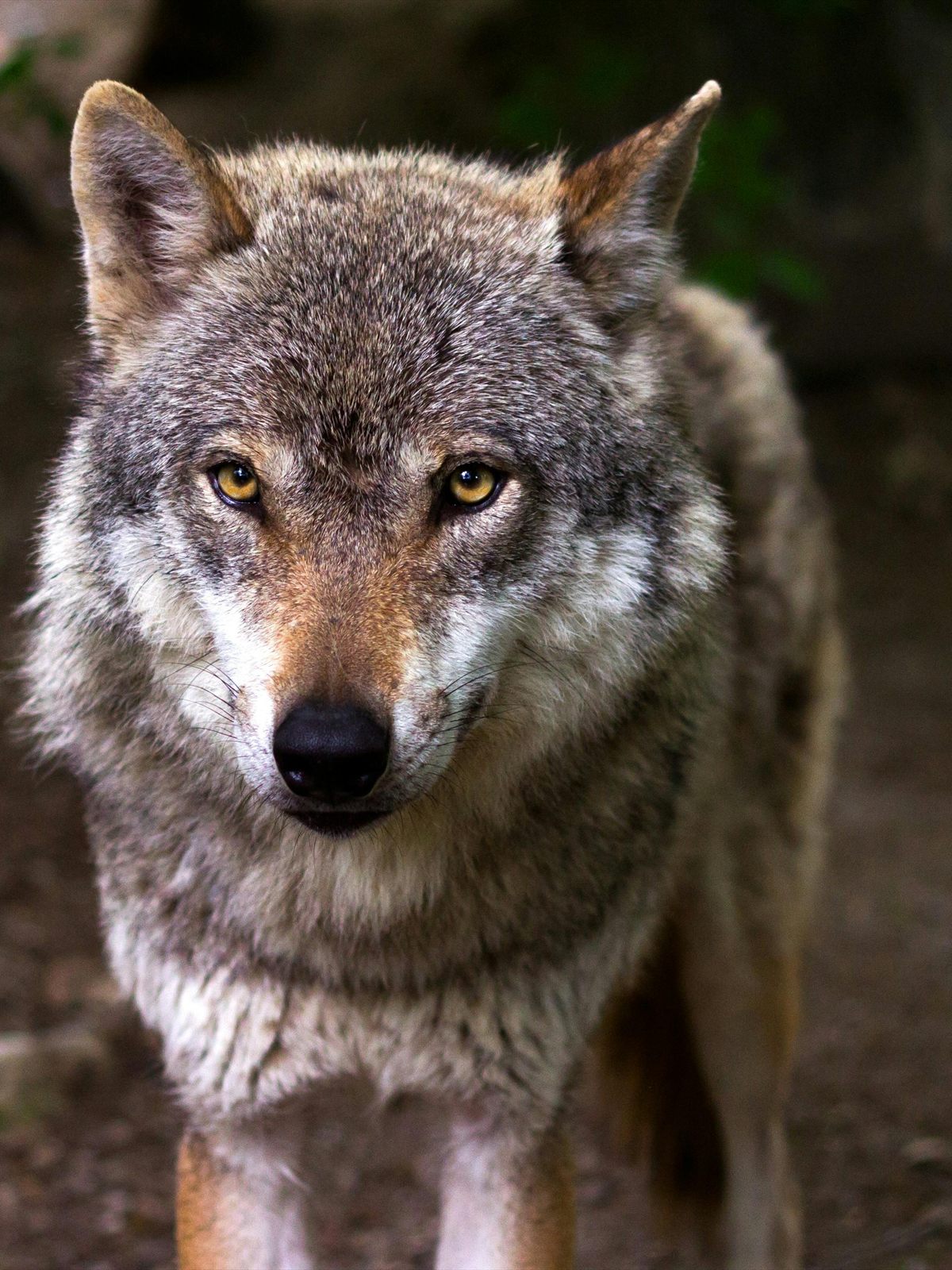Timber Wolf