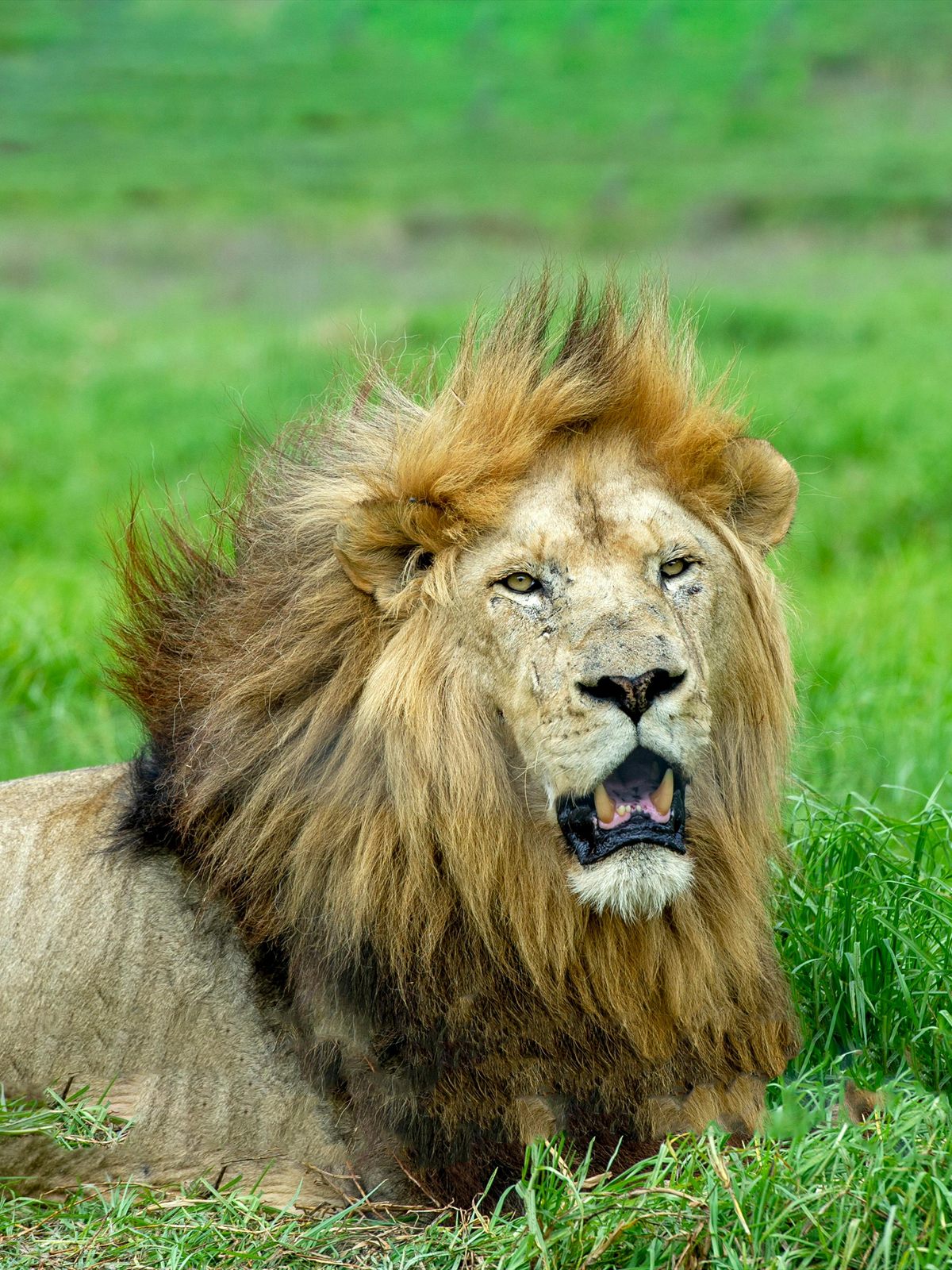 West African Lion
