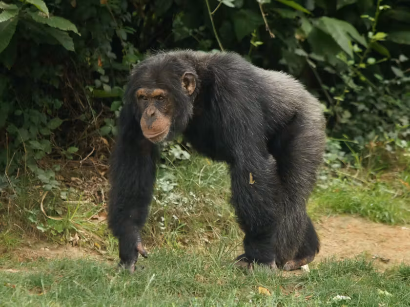 Western Chimpanzee