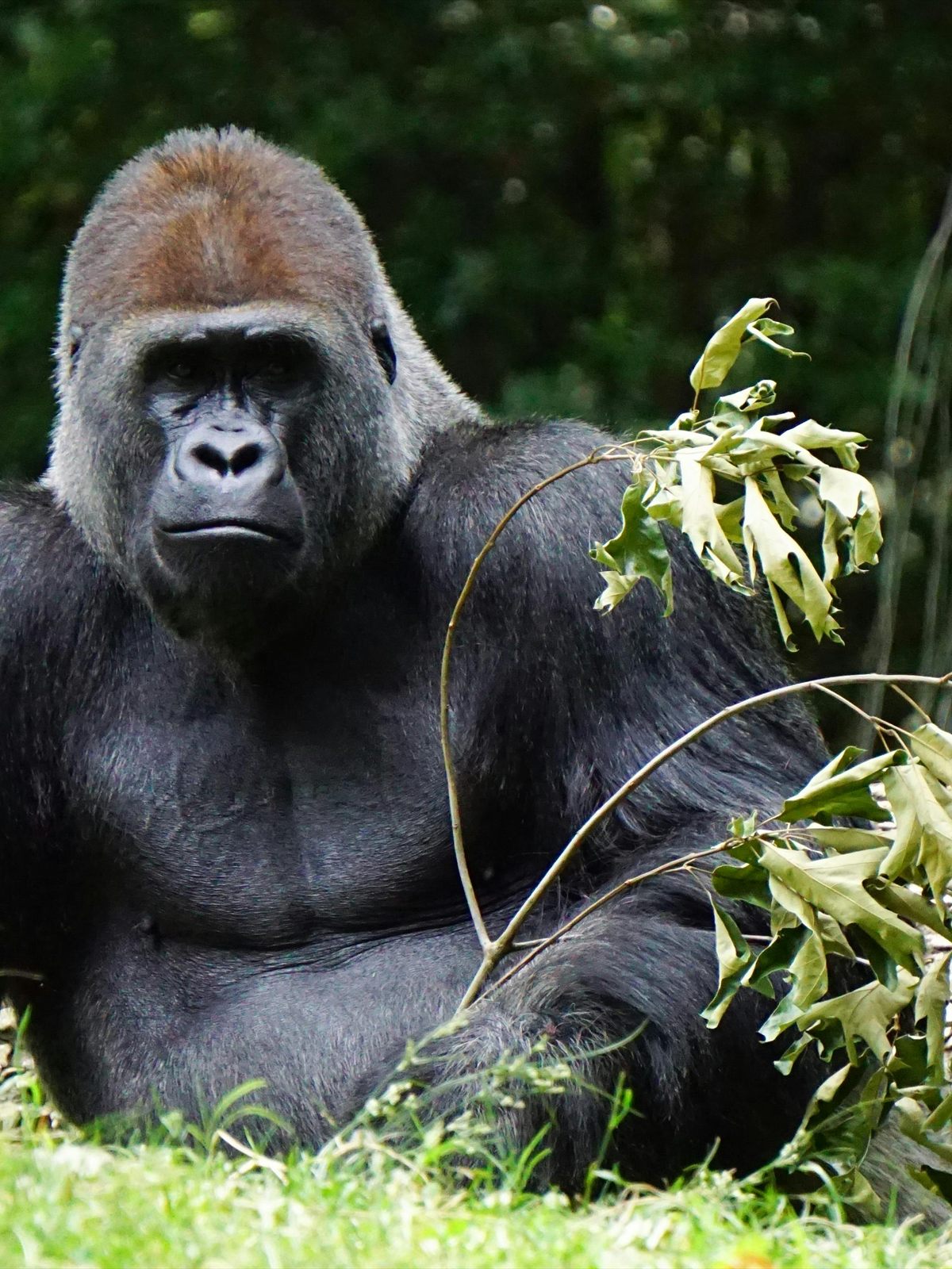 Western Lowland Gorilla