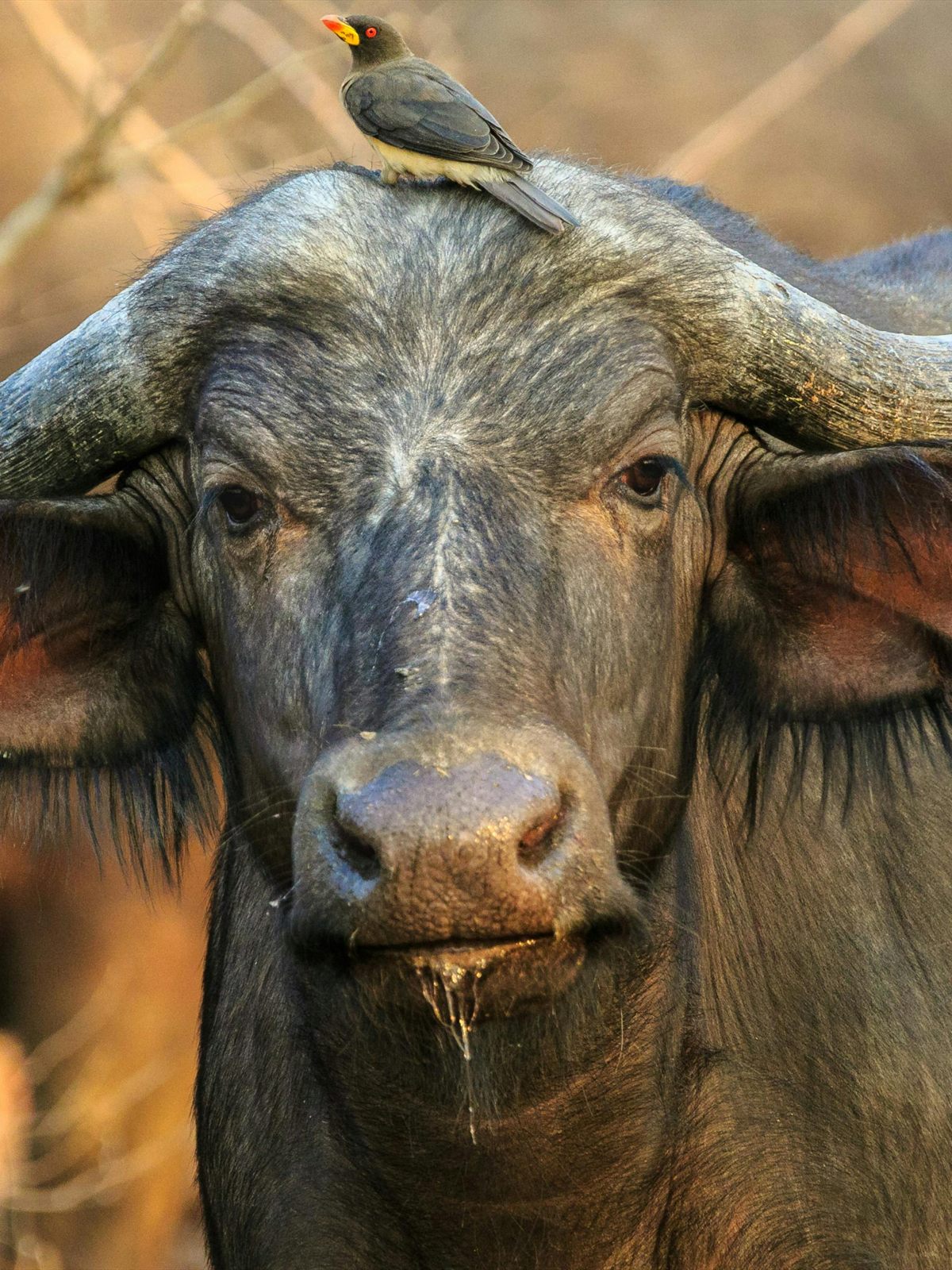 Wild Water Buffalo