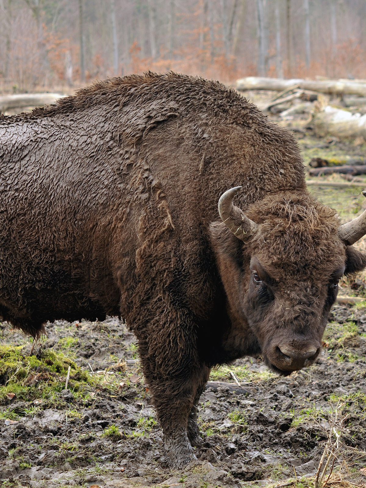 Wisent