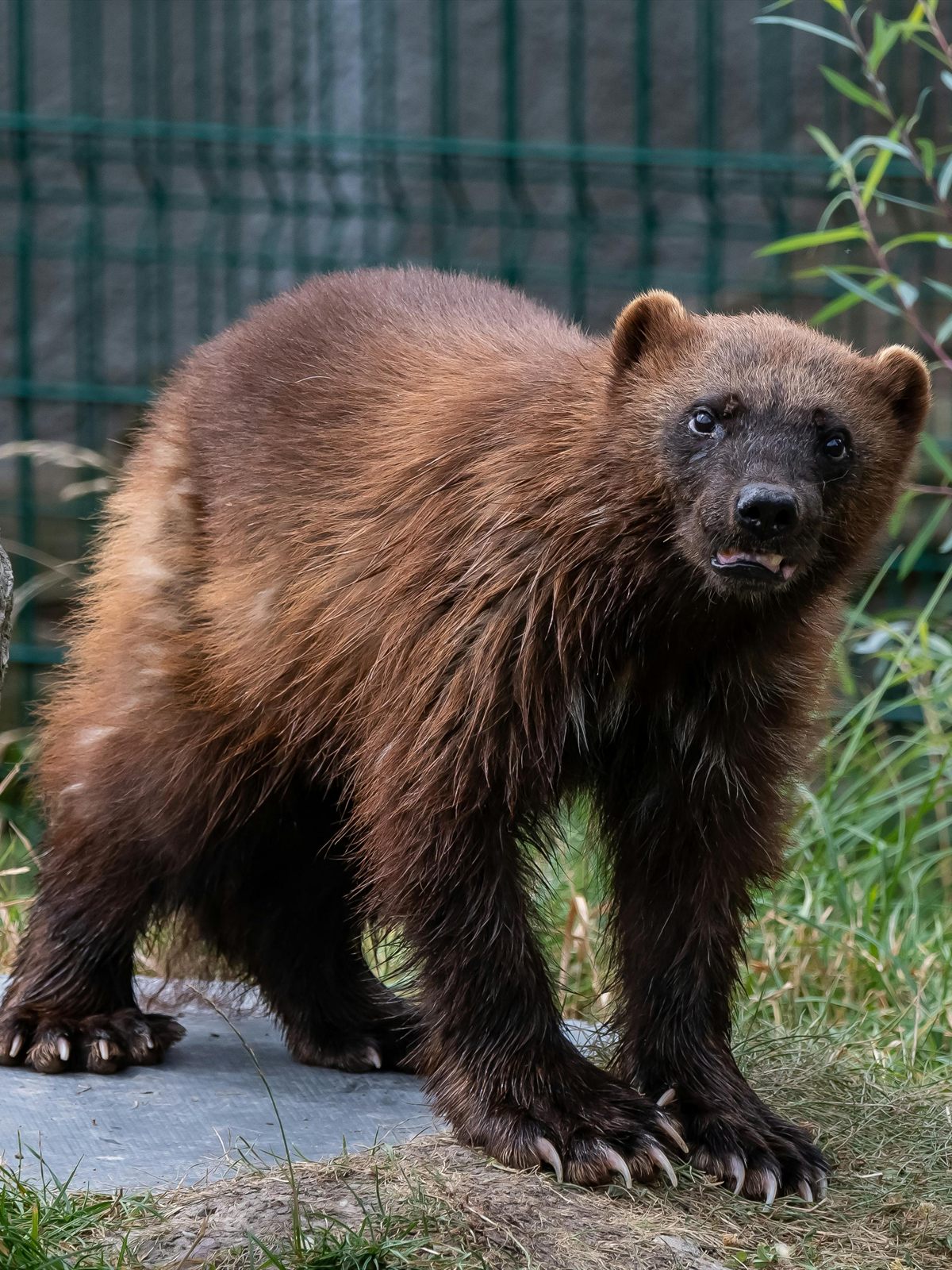 Wolverine