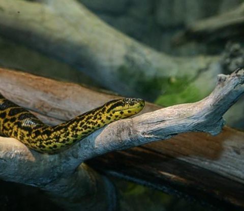 Yellow Anaconda